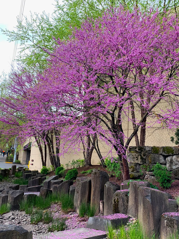 Eastern Redbud Tree