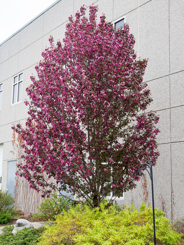 Gladiator Crabapple