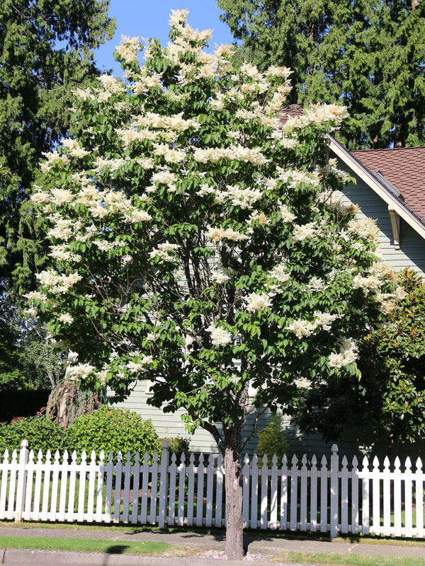 Ivory Silk Lilac