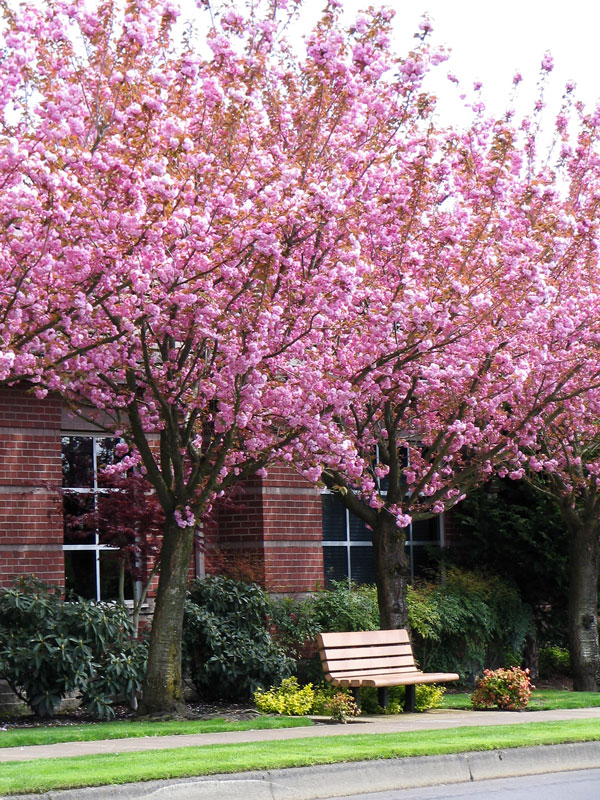 Kwanzan Cherry Tree