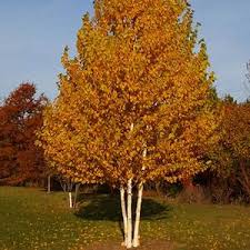 Renaissance Oasis Birch