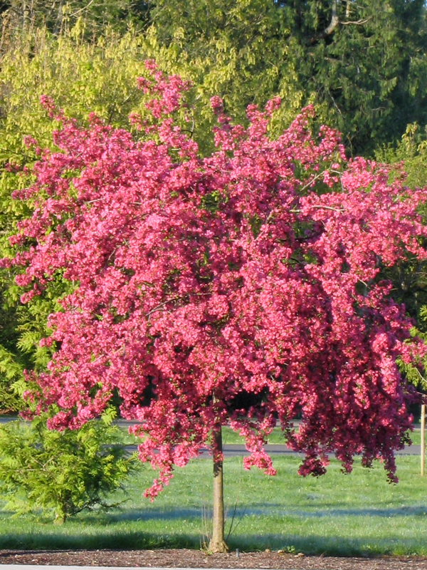 Prairifire Crabapple