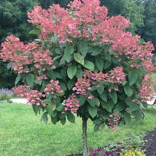 Quickfire Hydrangea Tree Form
