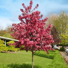 Royal Raindrops Crabapple