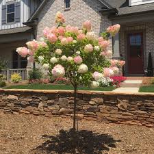 Vanilla Strawberry Hydrangea Tree Form